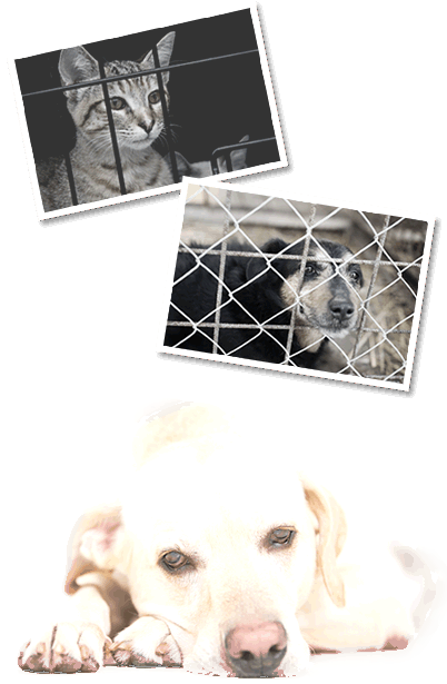 殺処分を待つ犬猫_01